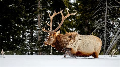 wyoming elk license cost.